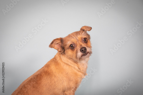 Sad faced brown wired haired terrier looking at camera over shoulder 