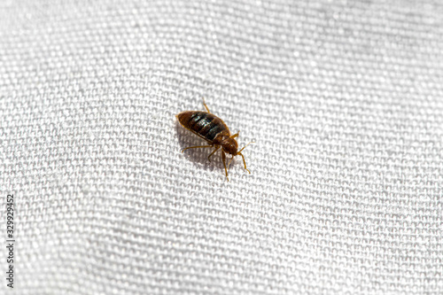 Quadro su tela Bed Bug On Bed