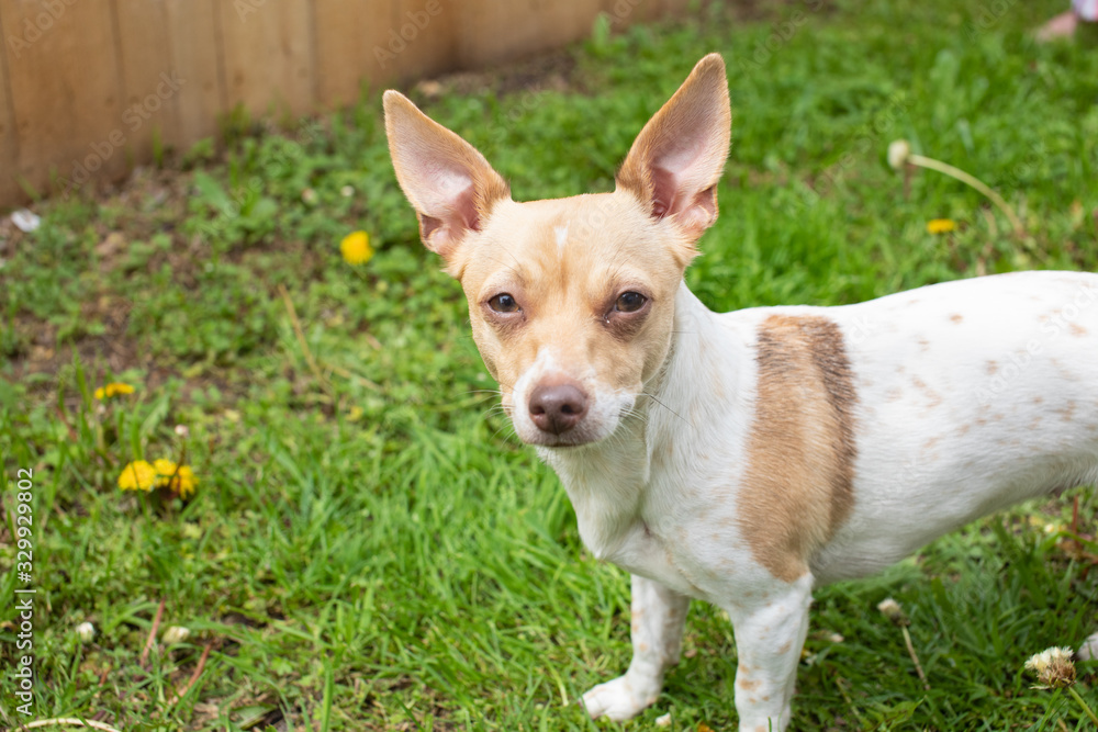 squint eyed chihuahua weenie mixed outdoors big ears squint eyed chihuahua weenie mixed outdoors big ears