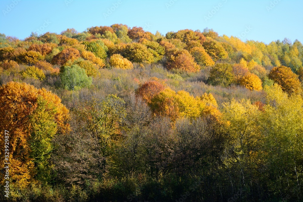 Colorful autumn trees in the village Colorful autumn trees in the village