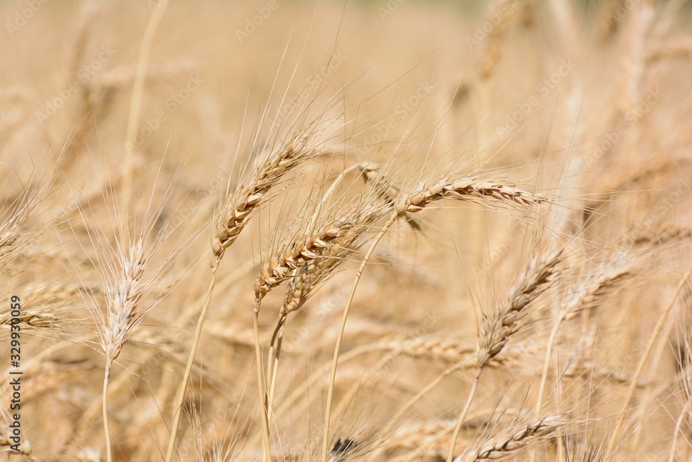 Fototapeta premium harvest in August in the village