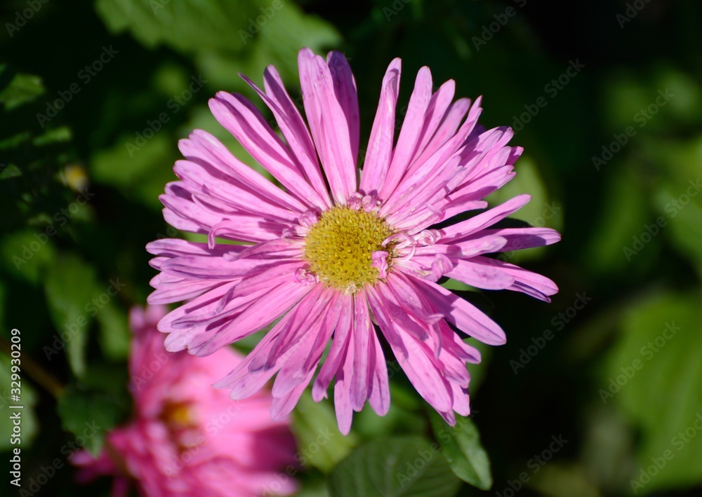 Fototapeta premium chrysanthemum in autumn flowerbed
