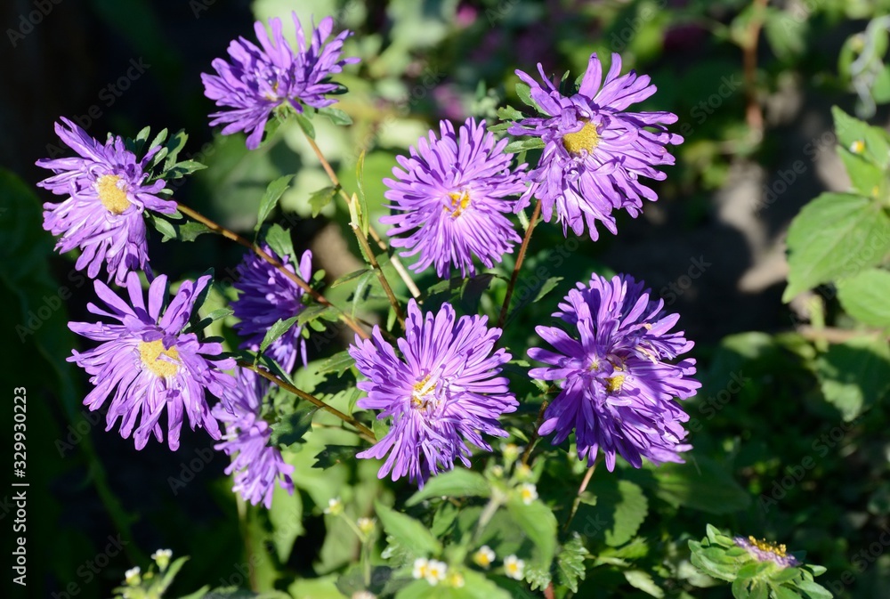 chrysanthemum in autumn flowerbed chrysanthemum in autumn flowerbed