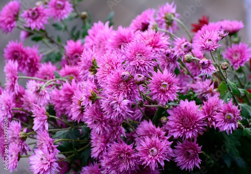 purple chrysanthemum flowerbed