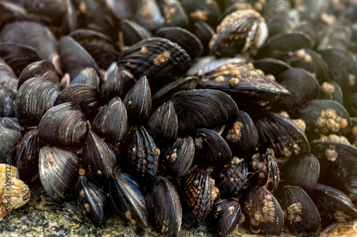 Mussels piled up on a rock