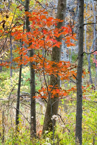 A maple sapling shows off vivid autumn color in a Midwest woodland.
