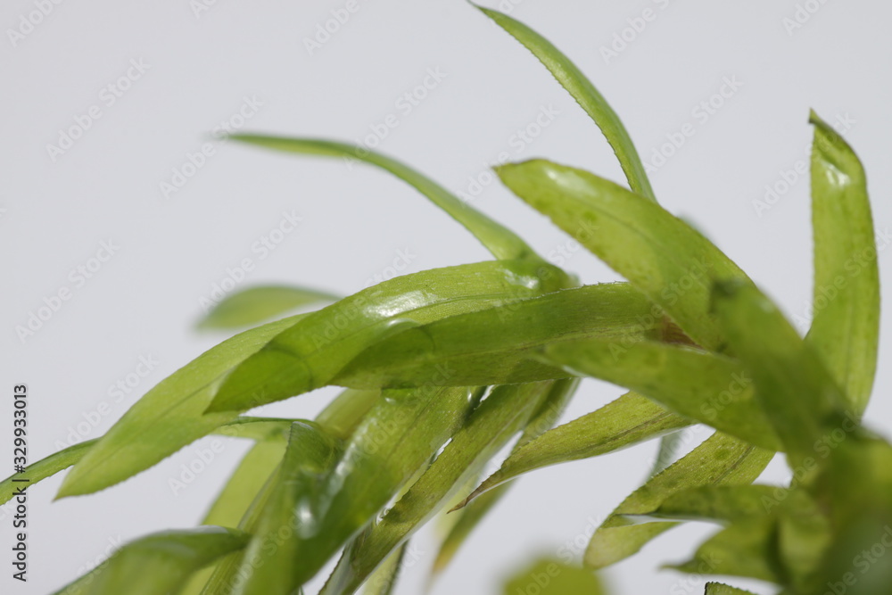 Fototapeta premium Egeria densa / Brazilian waterweed, is a species of 'Egeria' native to warm temperate South America in southeastern Brazil, Argentina, and Uruguay, usualy used for aquascape plant