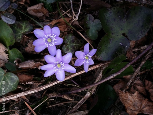 The violet and white blossom of the dangered forest flower Hepatica nobilis or kidneywort is a rare part of the biodiversity