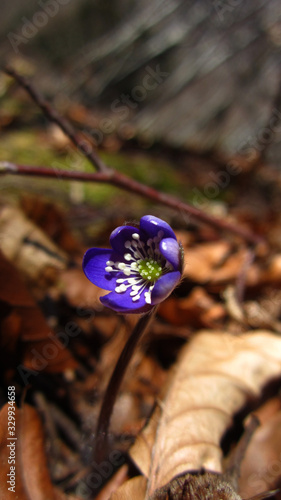 a precious part of the biodiversity, the forest flower Hepatica nobilis with violet-blue and white blooms of the endangered species