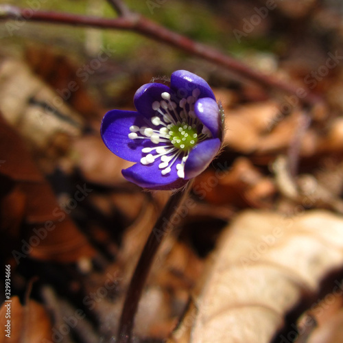 the protected rare medicinal spring plant and wildflower in the