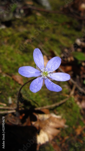 Anemone hepatica;  or liverwort, the protected rare medicinal plant and wildflower in the swiss alps