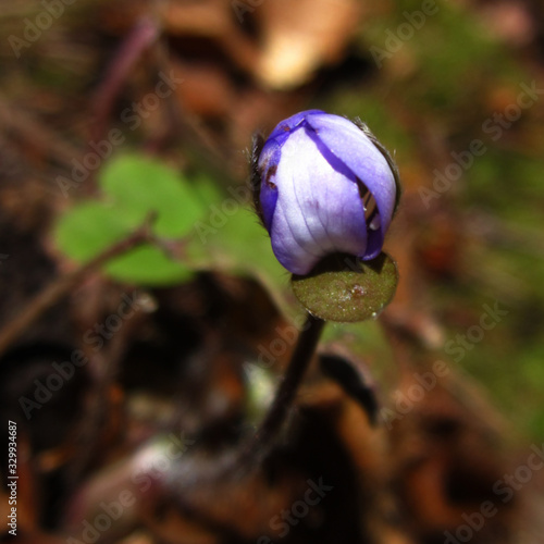 Anemone hepatica;  or liverwort, the protected rare medicinal plant and wildflower in the swiss alps