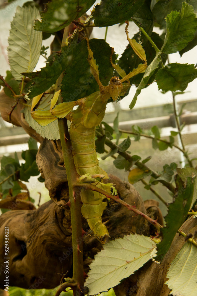 Giant prickly stick insect, the spiny leaf insect, Macleay's spectre