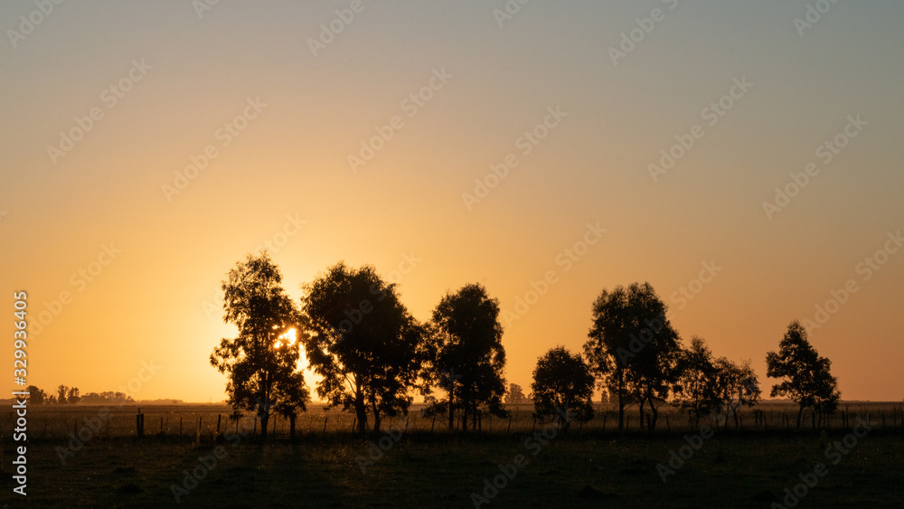 Silhouette of a group of trees against a golden sunset