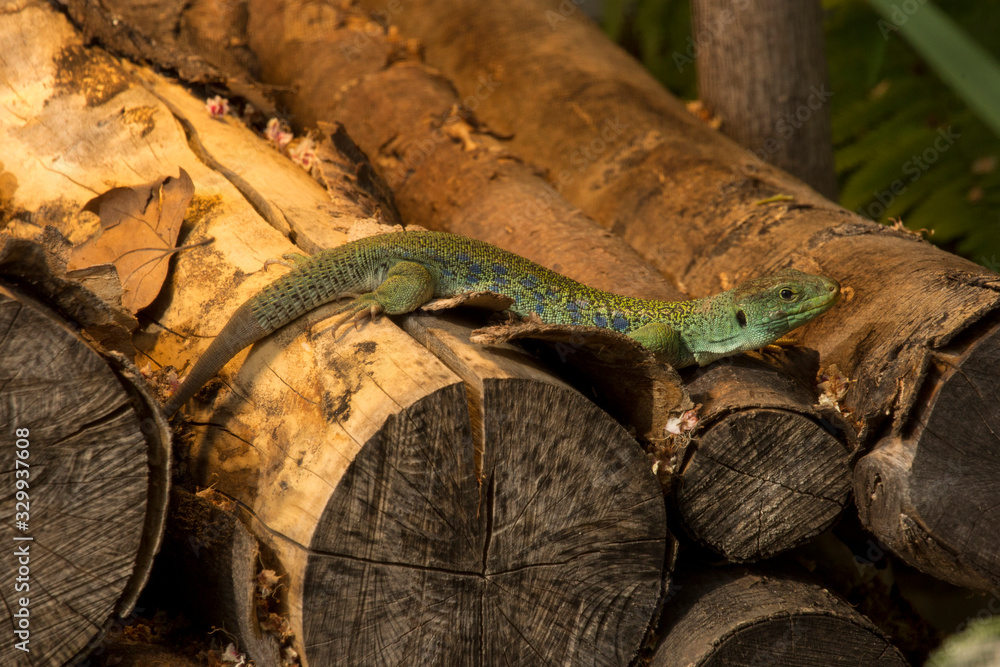 Ocellated lizard, eyed lizard, jeweled lacerta (Timon lepidus) (syn. Lacerta lepida). Ocellated lizard, eyed lizard, jeweled lacerta (Timon lepidus) (syn. Lacerta lepida).