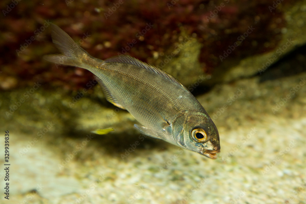 Common pandora (Pagellus erythrinus). Common pandora (Pagellus erythrinus).