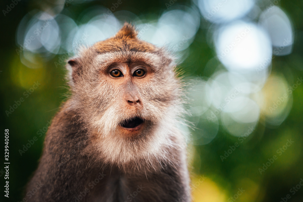 Obraz premium macaque monkey in monkey forest in ubud, bali, indonesia