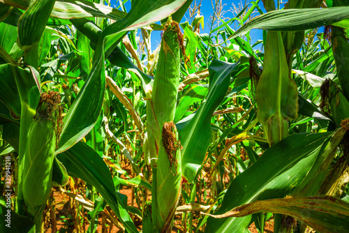 Beautiful cornfield  corn plantation  agriculture.