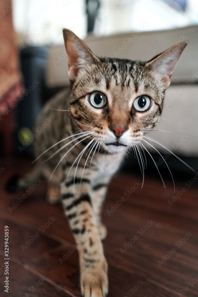 Curious and playful savannah cat
