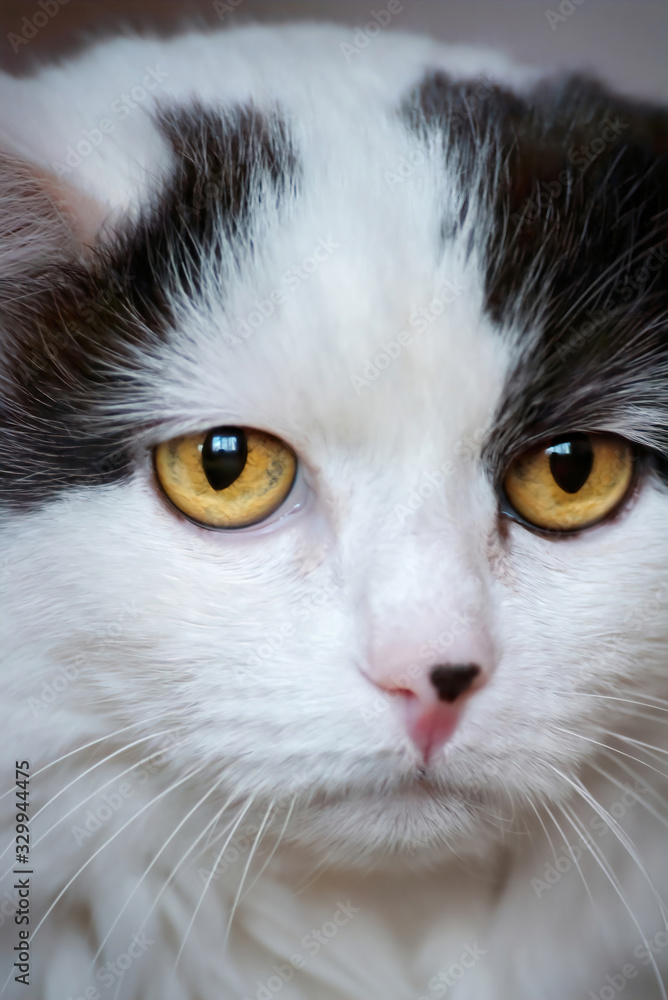 portrait of a fluffy white domestic cat with yellow eyes, which looks sadly and wearily away portrait of a fluffy white domestic cat with yellow eyes, which looks sadly and wearily away