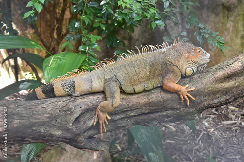 Foto de una iguana