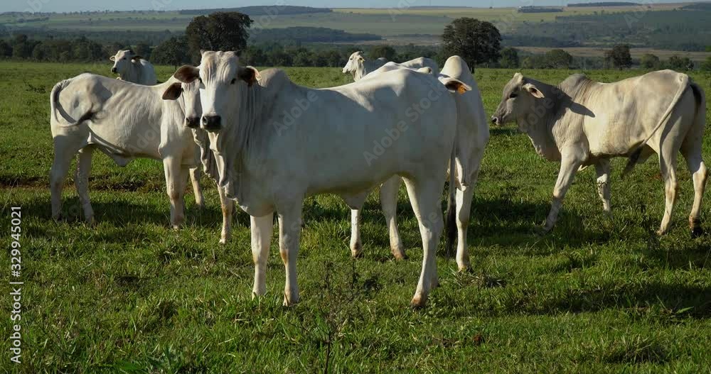Agribusiness - Close cattle, white Nellore cattle, green pasture in Brazil - Livestock Agribusiness - Close cattle, white Nellore cattle, green pasture in Brazil - Livestock