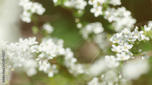 Cerasus besseyi L.H.Bailey Lunell white small flowers on branches. Dwarf cherry blossoms in spring. The background for spring screensaver. Spring time concept