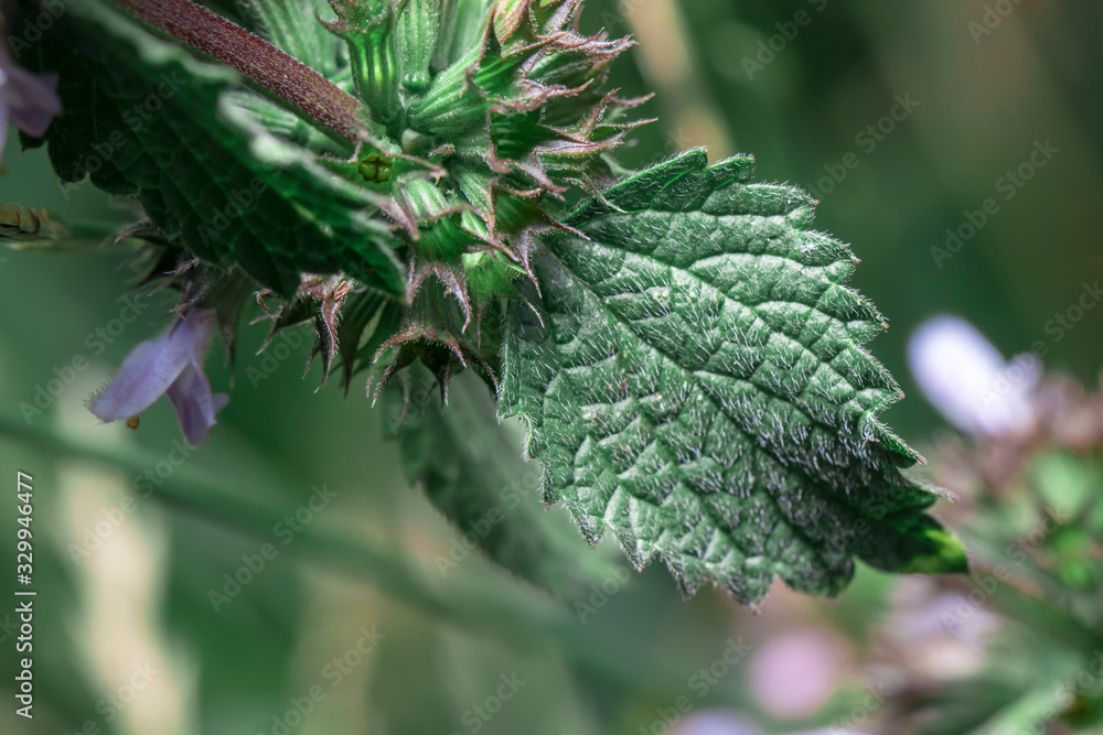 leonurus Lamium medicinal herbs close-up nettle macro purple leaflets medicine and health leonurus Lamium medicinal herbs close-up nettle macro purple leaflets medicine and health