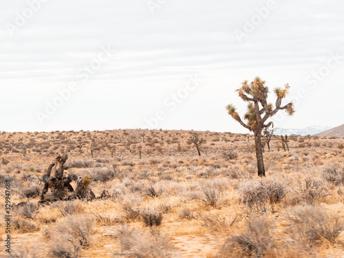 Mojave dessert on sunny day.