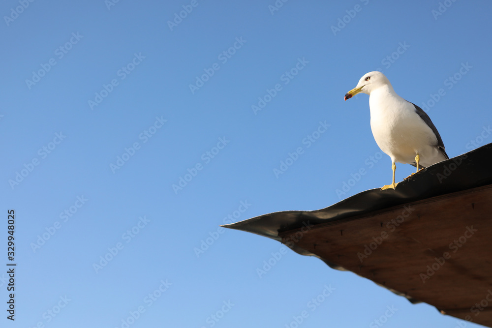 blue sky weather bird fly beautiful view cloud bright cloudy sunlight nature natural cloudscape blue sky weather bird fly beautiful view cloud bright cloudy sunlight nature natural cloudscape