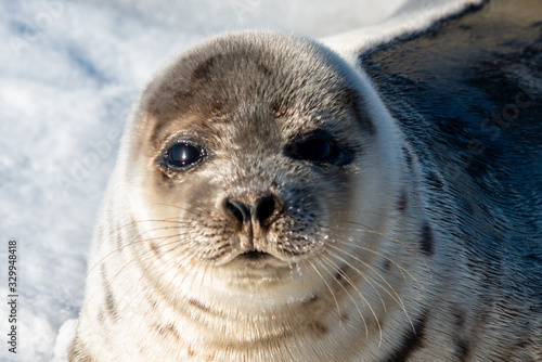 Close up of a harp seal's face. The animal has a soft grey fur with dark spots, dark black eyes, heart shaped nose, and long whiskers.The harbor seal has white snow in the background.