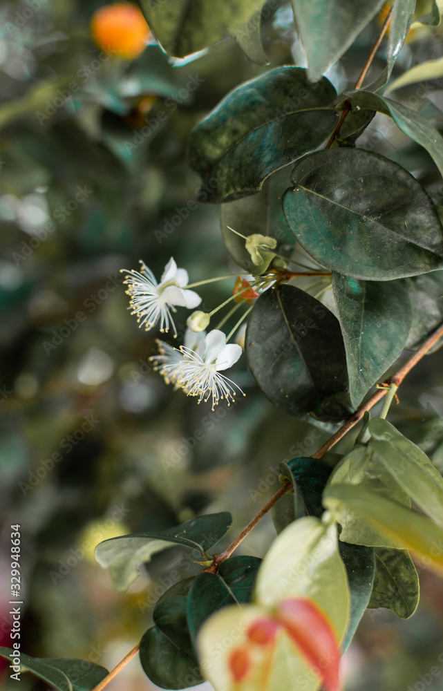 Obraz premium Flor da Pitanga 