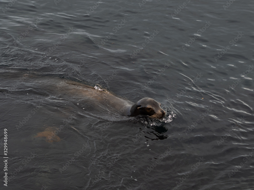 Fototapeta premium Sea lions in Monterrey Bay, swimming and sitting on the rocks.