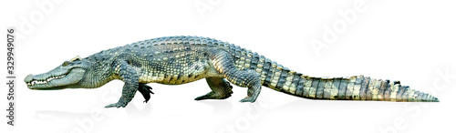Photography crocodile isolated on white background ,include clipping path