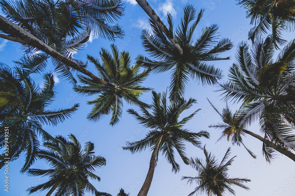 palm trees against blue sky, Mauritius