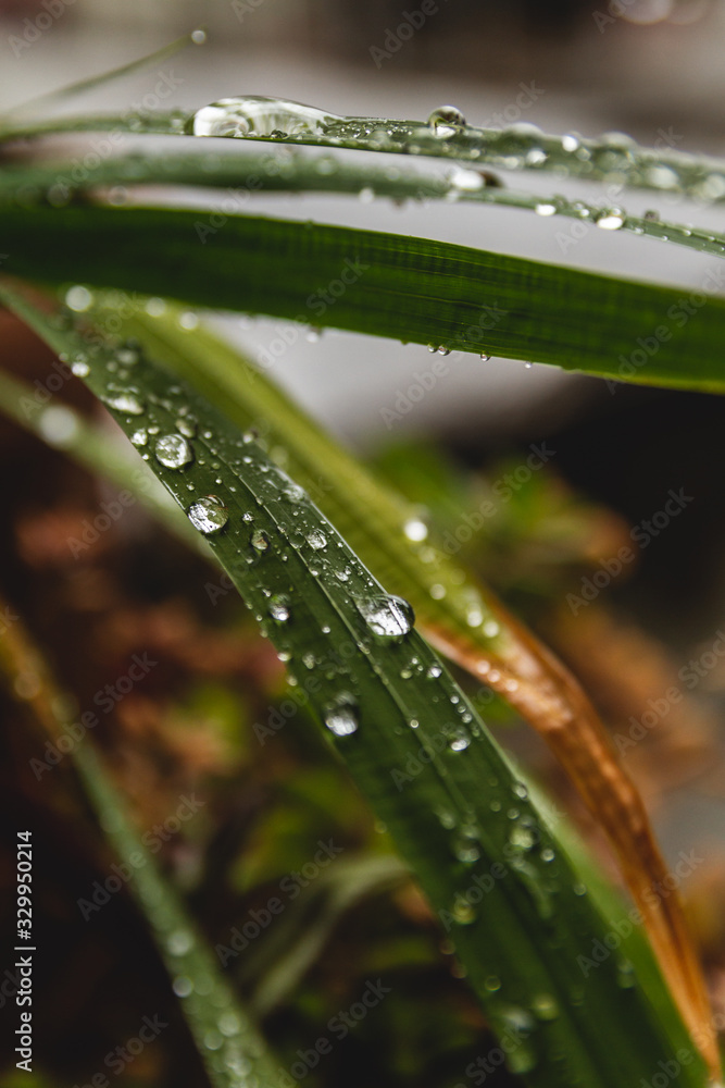 Drops of rain on leaves Drops of rain on leaves