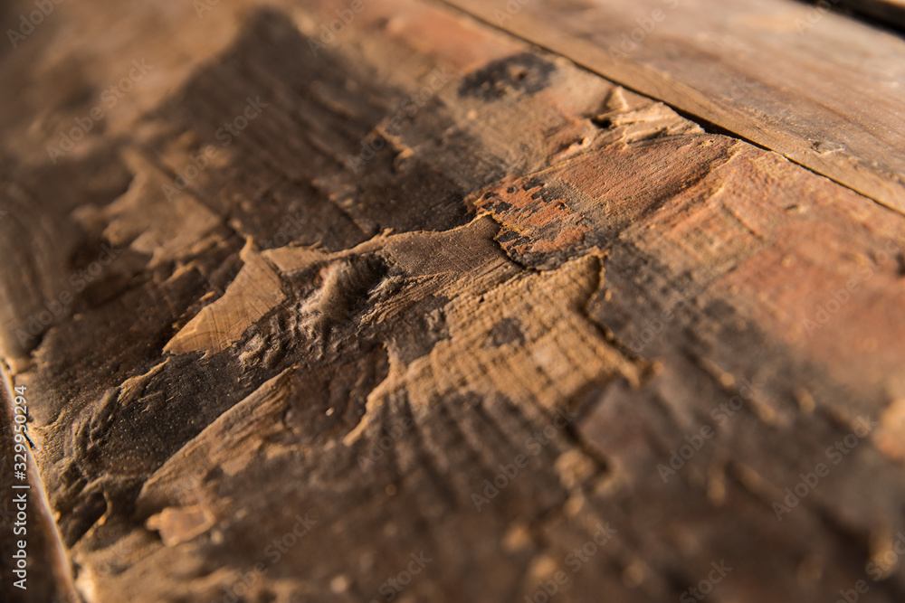texture of wood texture of wood