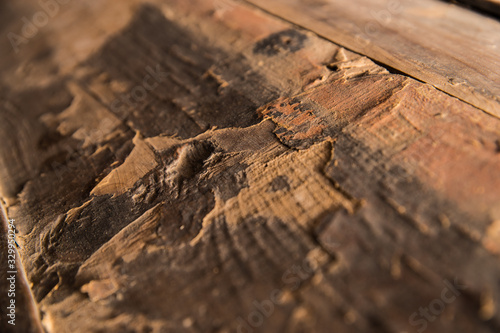 texture of wood