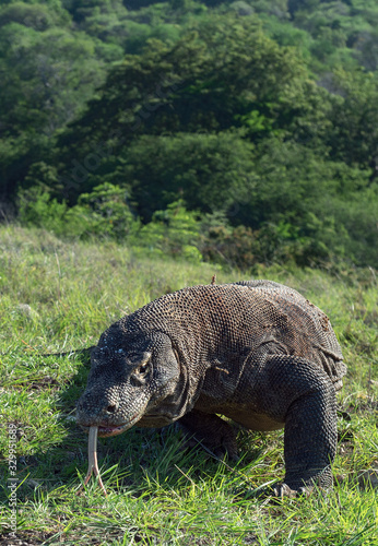 Komodo dragon. Walking Komodo dragon stuck out forked tongue and sniff air. Front view. Komodo dragon  scientific name - Varanus komodoensis. Natural habitat. Rinca Island. Indonesia.