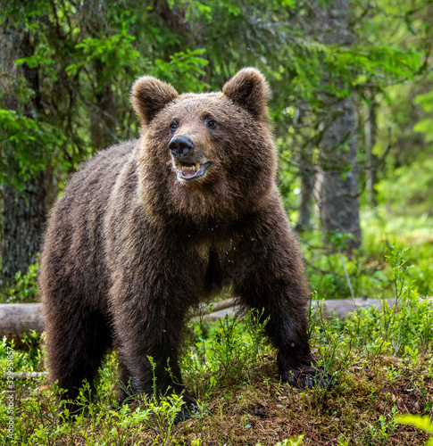 Cub of Brown Bear in the summer forest. Closeup portrait. Natural habitat. Scientific name: Ursus arctos..