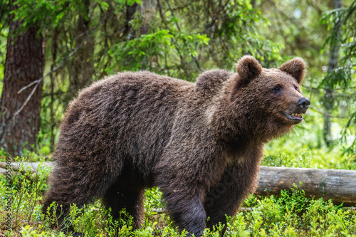 Cub of Brown Bear in the summer forest. Closeup portrait. Natural habitat. Scientific name: Ursus arctos..