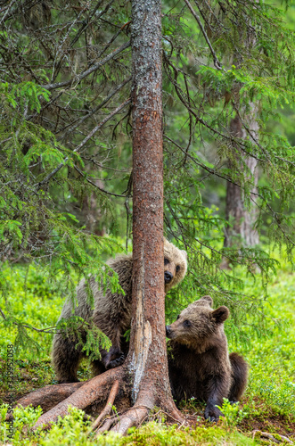 Bear cubs sniffing a pine tree. Natural habitat. Summer season. Scientific name: Ursus arctos.