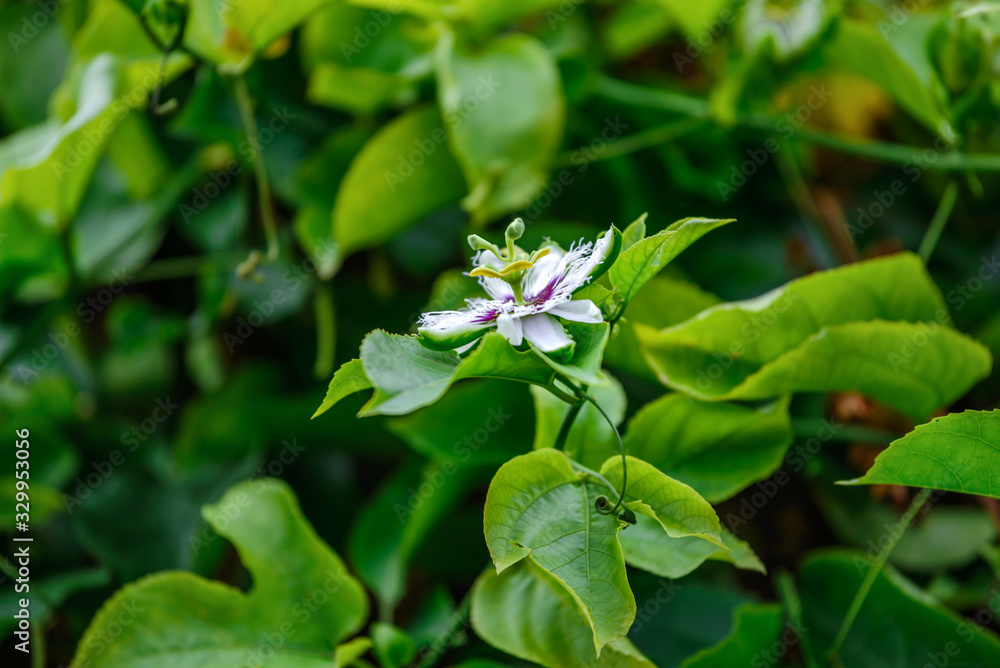 Flower at Zoo during lunch time, Singapore 2018 Flower at Zoo during lunch time, Singapore 2018