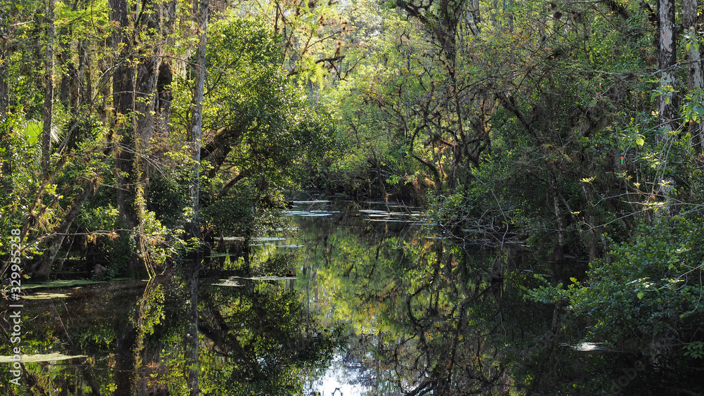 Sweetwater Strand on Loop Road Scenic Drive near Ochopee, Florida on sunny winter afternoon.