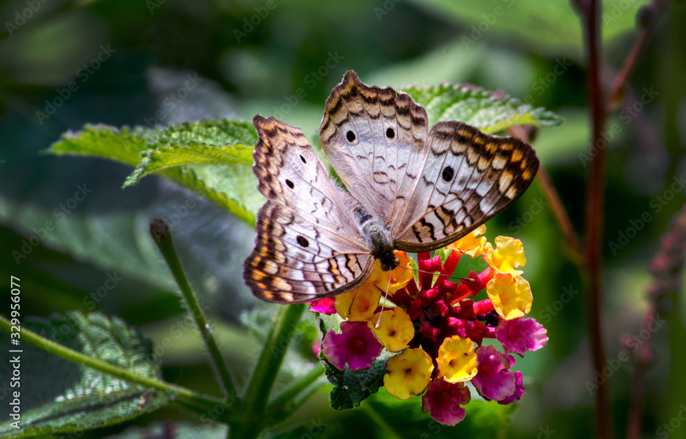 Fototapeta premium A beautiful white peacock butterfly in a pretty garden enjoying a delicious flower