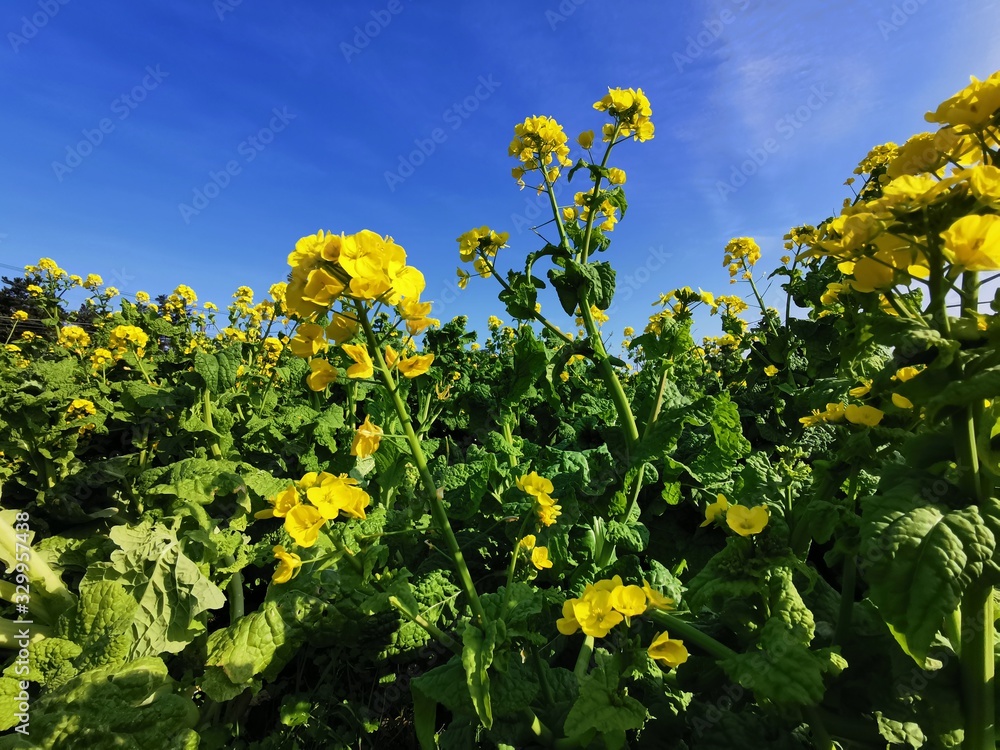 菜の花 福岡県糸島市 Stock Photo Adobe Stock 菜の花 福岡県糸島市 Stock Photo Adobe Stock