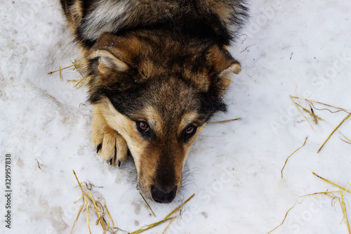 Banner. A black and brown sad dog is missing in the snow. A faithful dog is waiting for its owner. dog shelter in the snow in winter, animal portrait