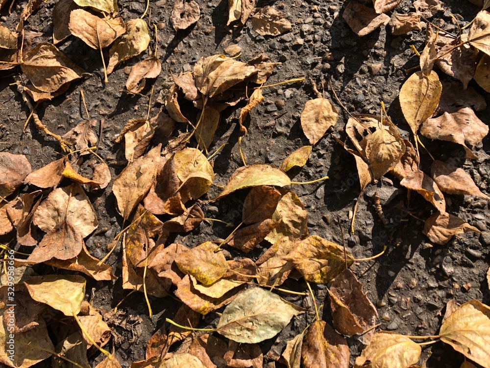 autumn leaves on the ground autumn leaves on the ground