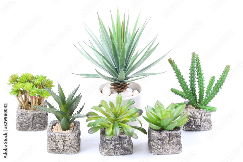 Fototapeta premium Agave on white background