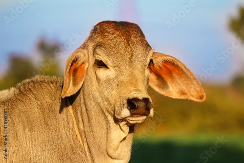 Photography cow calf in farm ,beautiful view of cow calf,brown young cow calf in india